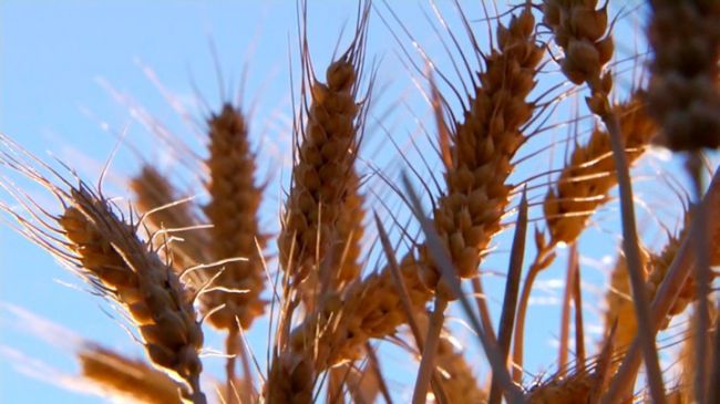 В Беларуси намолочено свыше семи миллионов тонн зерна