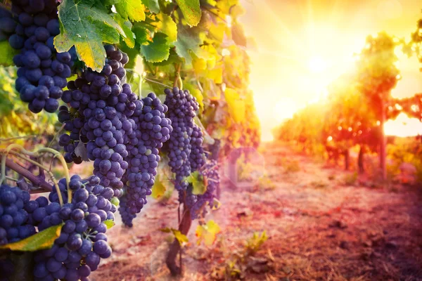 Из-за жары виноград в Италии начнут собирать на неделю раньше