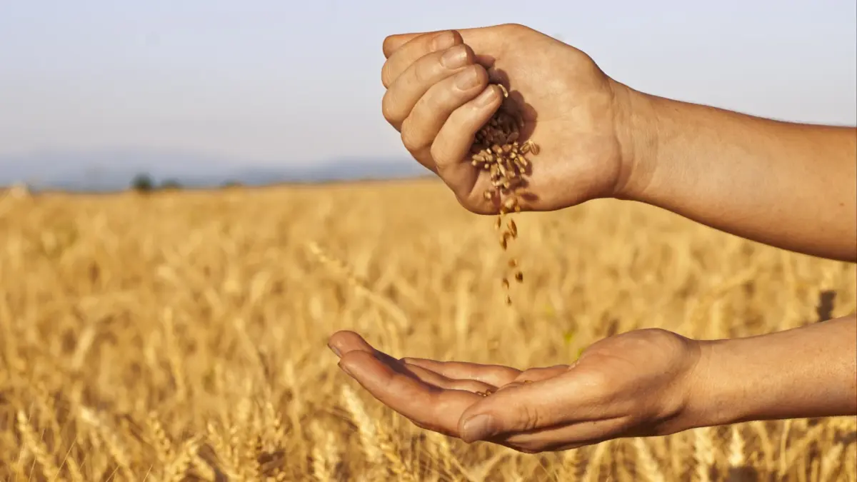 Белорусские аграрии намолотили более 7,2 млн тонн зерна