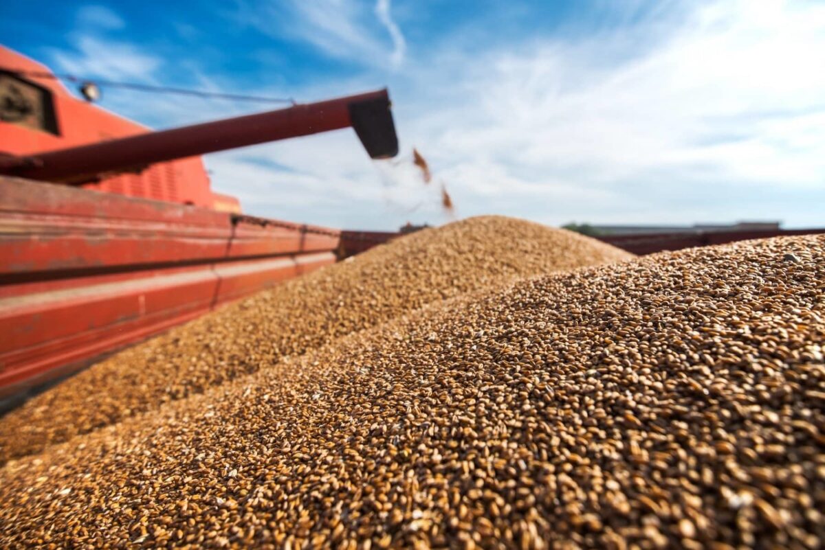 В Чаусском районе работник зерносушильного комплекса похитил более 1,5 тонн зерна