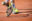 Юные теннисисты Гомельской и Могилевской областей поборются за призы Gomel Baby Cup