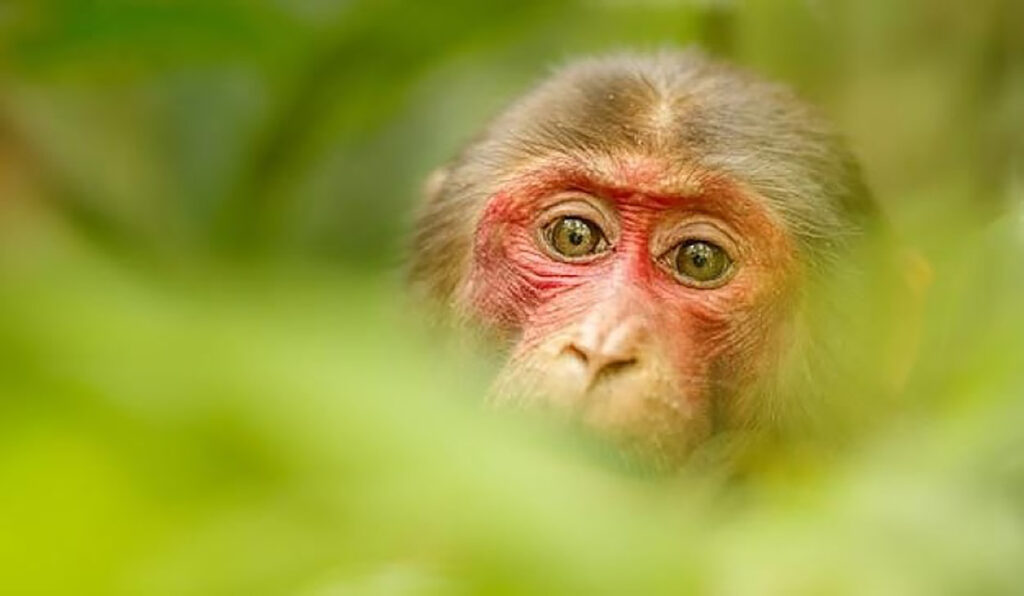 Число заболевших оспой обезьян в мире превысило 50 тысяч