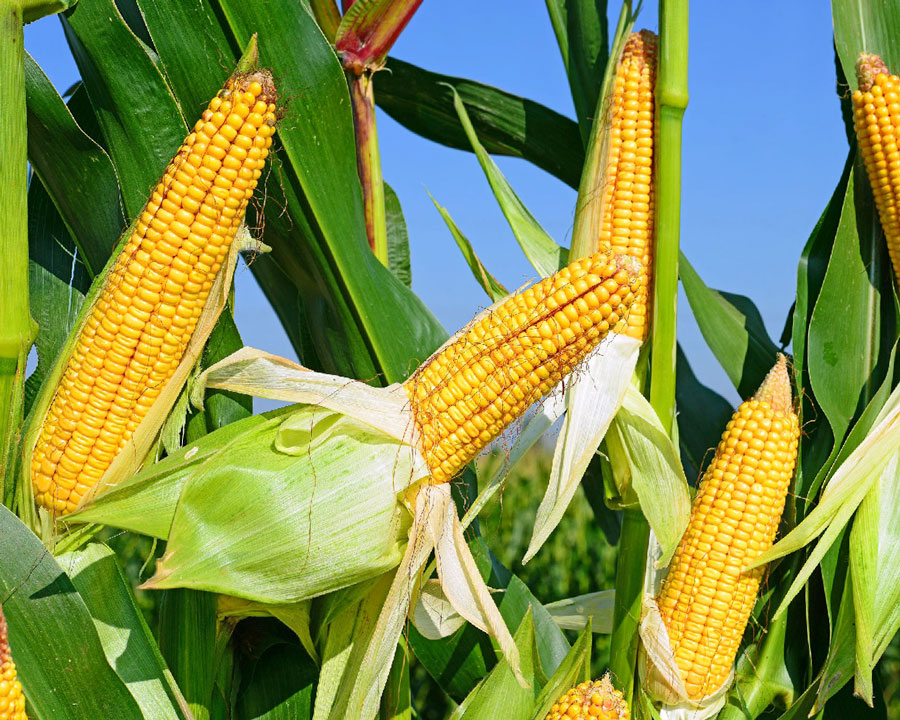 Более 85 центнеров зерна кукурузы с гектара собирают на Могилевщине