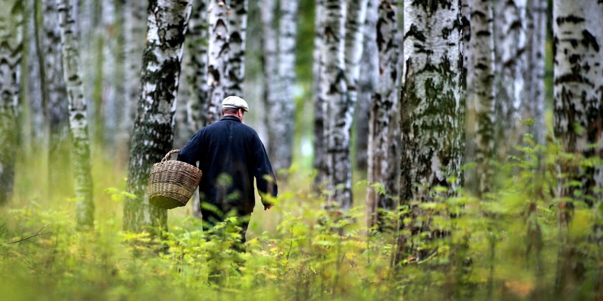 Житель Кировска заблудился в лесу — искали спасатели
