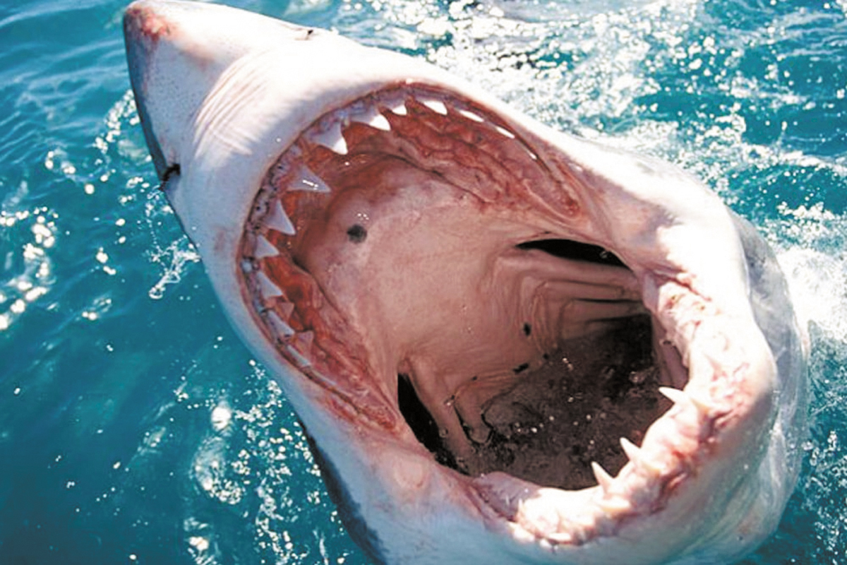 Американка умерла после нападения акулы на Багамских островах