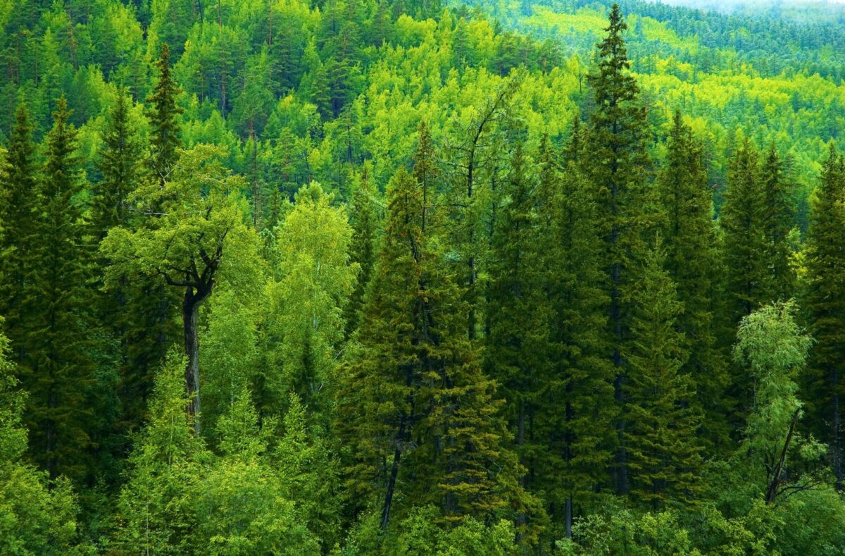 Запреты на посещение лесов начинают снимать в Могилевской области