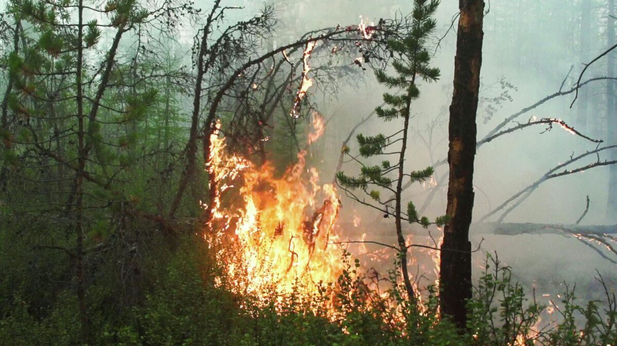 Горят леса. На площади 2,7 га произошел пожар в Осиповичском лесничестве