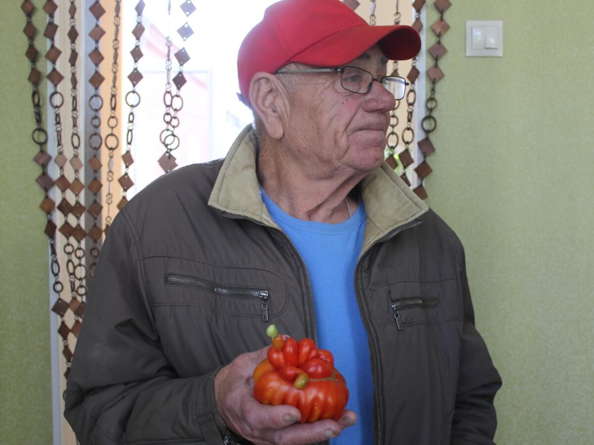 В теплице у бобруйчанина вырос необычный помидор
