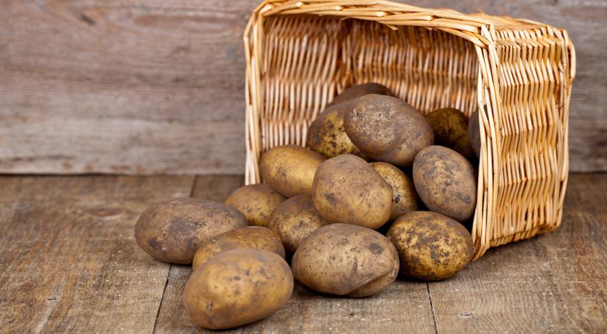 В Беларуси убрали картофель почти с 20% площадей