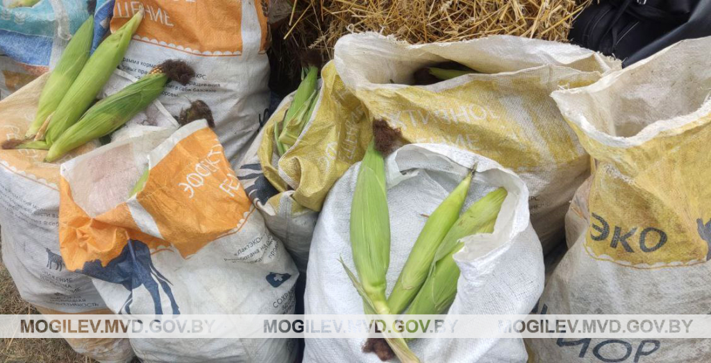Около 200 килограмм кукурузы похитил житель Чериковского района