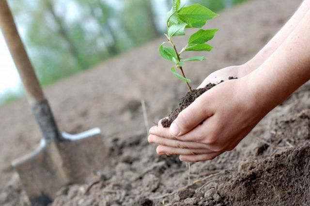 В Беларуси высадят более 143 тыс. деревьев во время месячника по озеленению