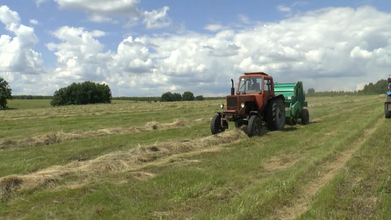 В Беларуси кормов заготовлено больше прошлогоднего
