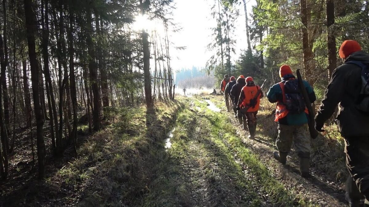 Сезон загонной охоты на копытных откроется в Беларуси 1 октября