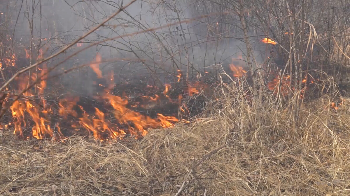 Лесной пожар тушили в Бобруйском районе
