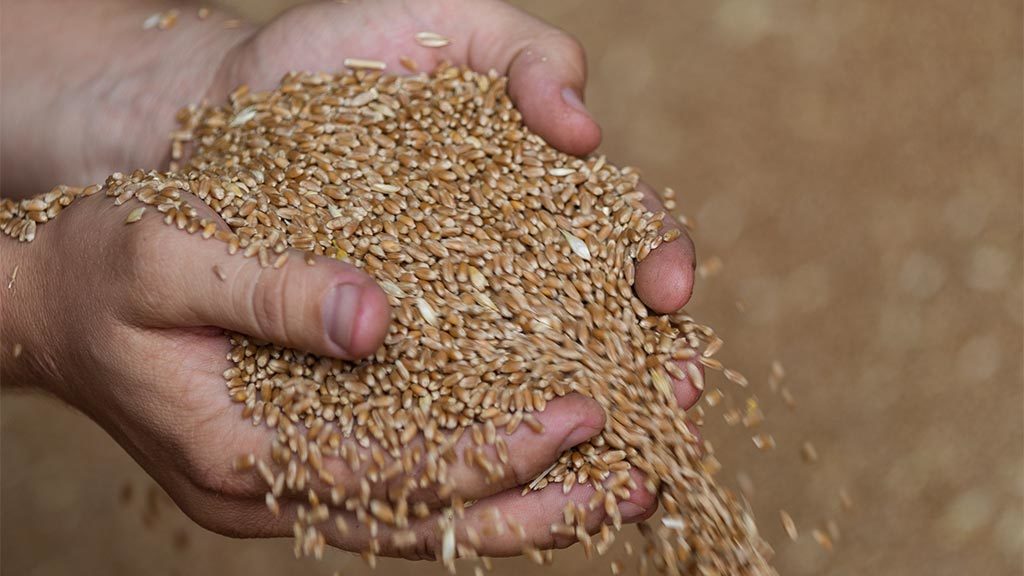 Лукашенко — аграриям: не надо рвать когти ради 11 млн тонн зерна, важно еще заготовить качественные корма