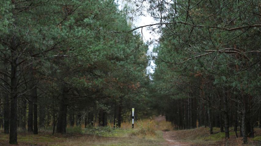 Запрет на посещение лесов снят в Могилевской области. Рассказываем, где он еще действует