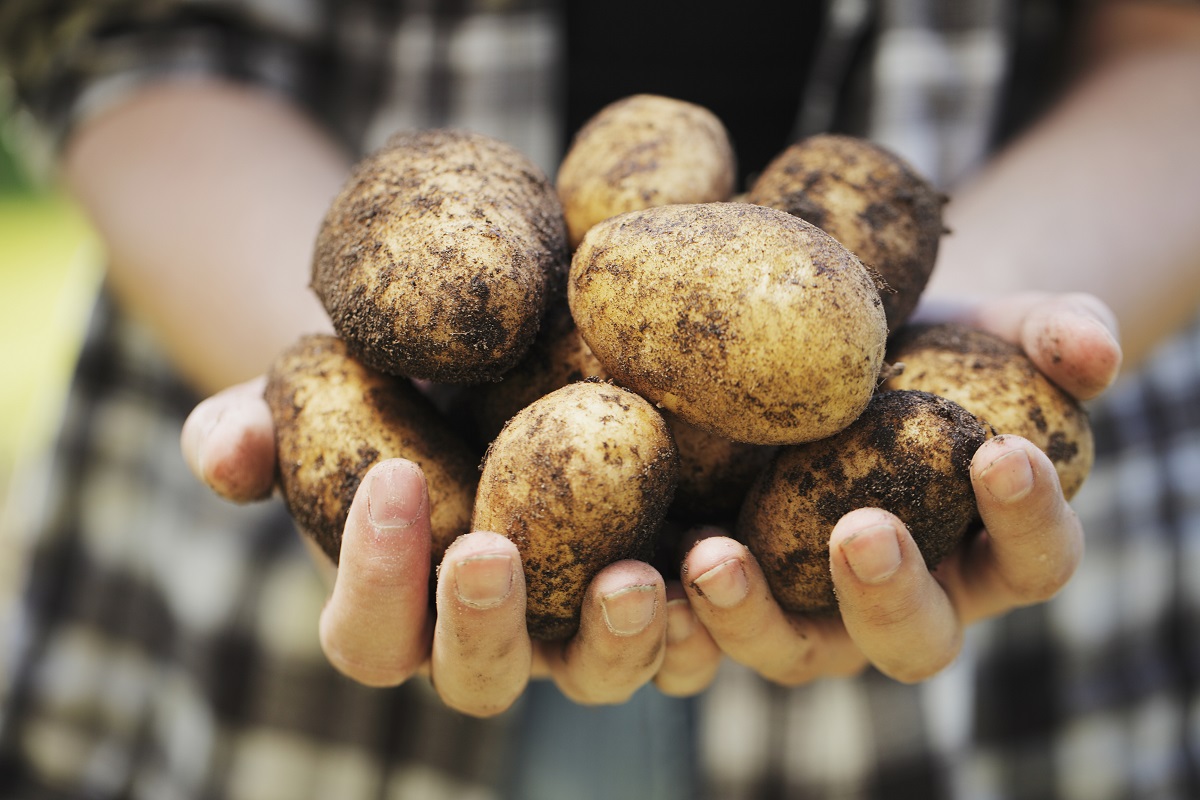 Полтонны картофеля похищено с поля в Кировском районе