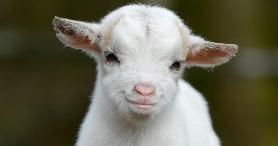 150 коз зааненской и альпийской пород поселились на первой государственной козьей ферме Могилевщины