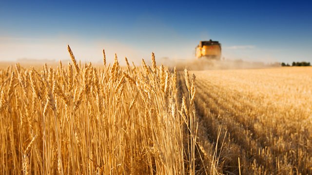 В Беларуси убрали рапс с более чем 90% площадей