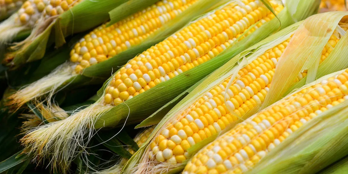 Белорусские аграрии намолотили более 1,3 млн тонн зерна кукурузы