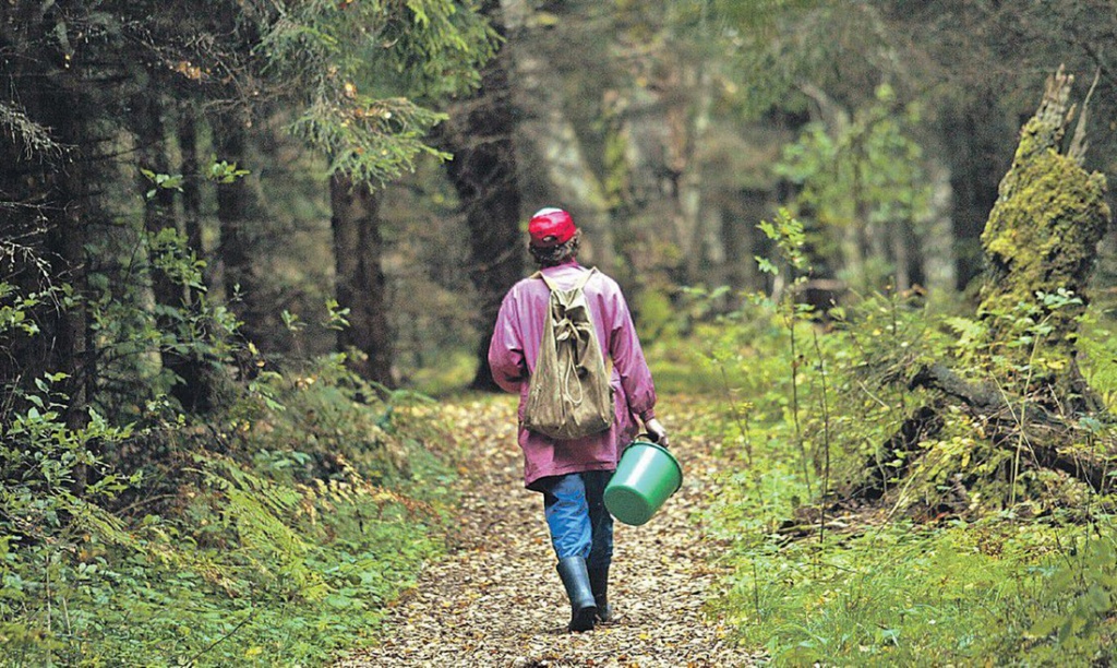 В Глусском районе заблудившаяся пенсионерка провела в лесу 4 ночи