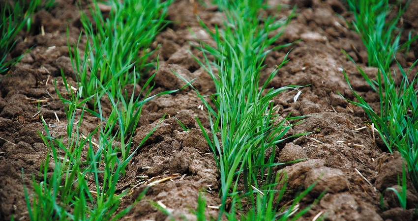 В Беларуси озимые зерновые посеяны на 82,2% площадей