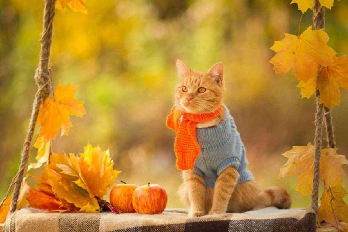 С добрым осенним прикольные картинки. Осень и кот цитаты. Настроение осень. А может осень для того и создана в оранжевых тонах. Доброе утро осень.