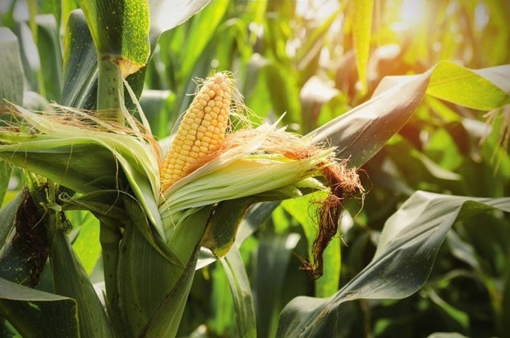 В Беларуси намолочено более полумиллиона тонн зерна кукурузы