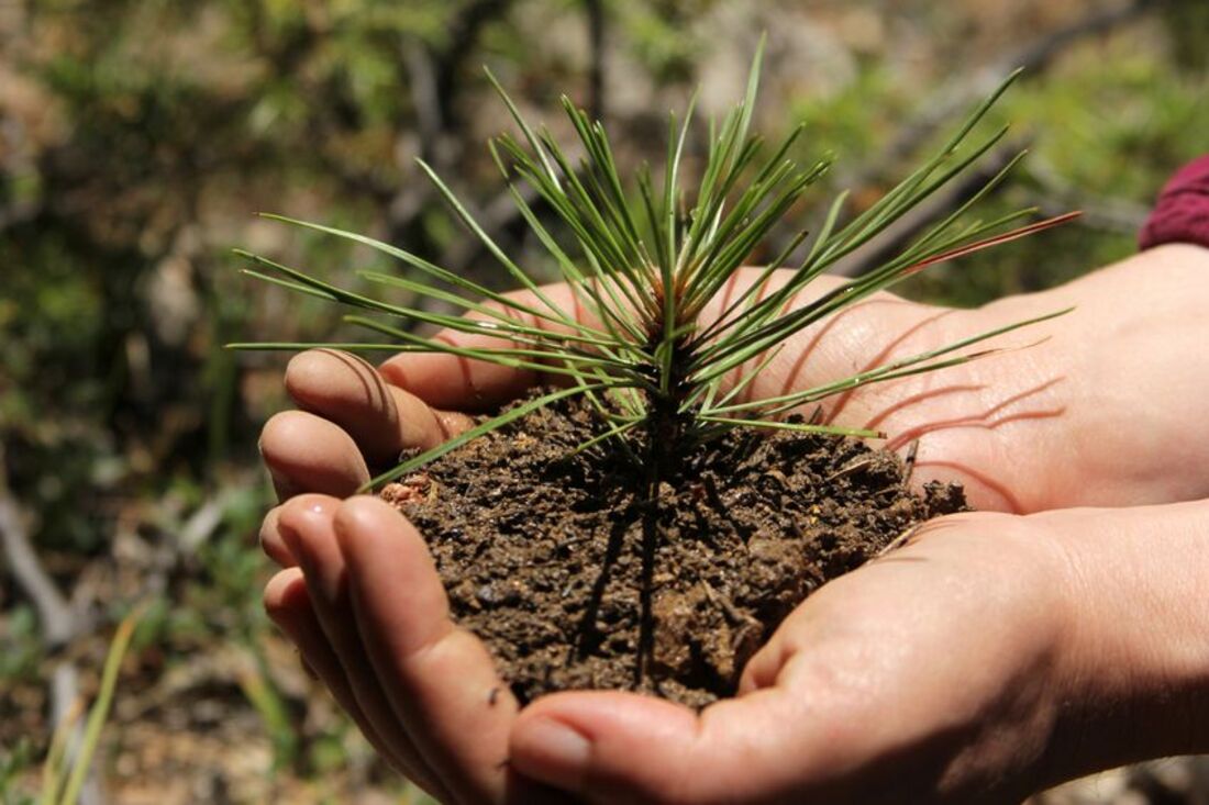 За время акции «Аднавім лясы разам!» в Беларуси высажено свыше 6,5 млн деревьев