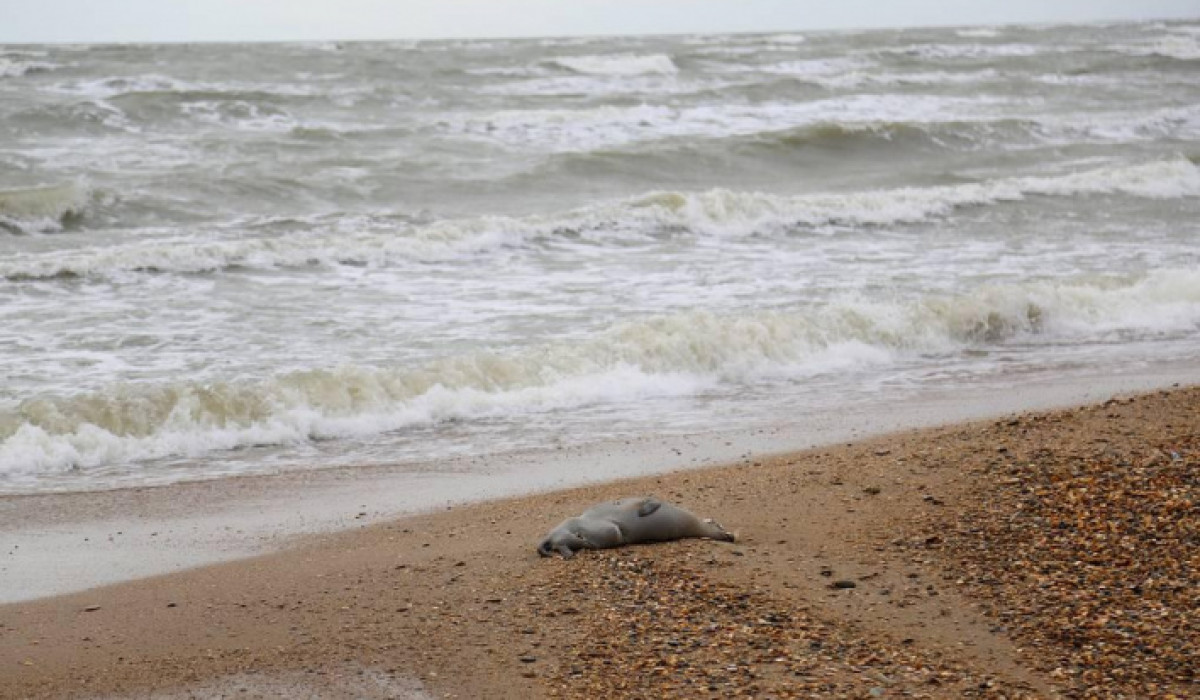 Более 130 мертвых тюленей нашли на побережье Каспийского моря в Казахстане