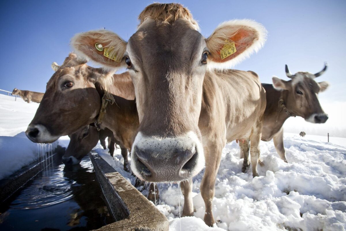 КГК Могилевской области выявил нарушения в содержании скота