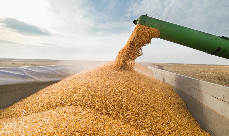 121 633 тонны зерна кукурузы намолотили аграрии Могилевщины