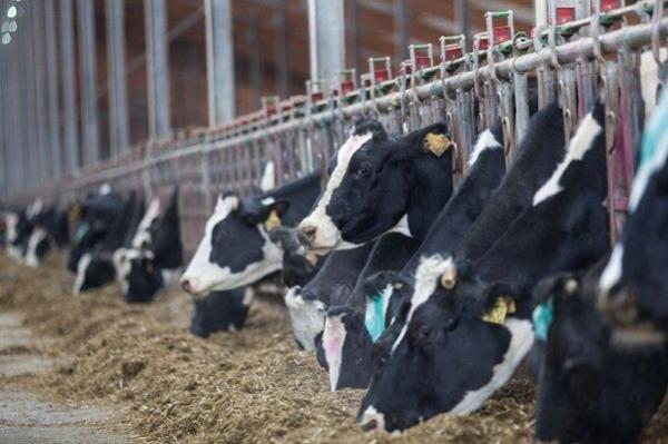 Животноводы Бобруйского района плюсуют в производстве молока