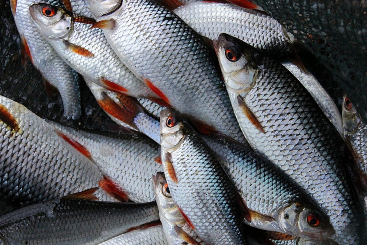 В Беларуси установлены квоты на вылов рыбы в 2023 году