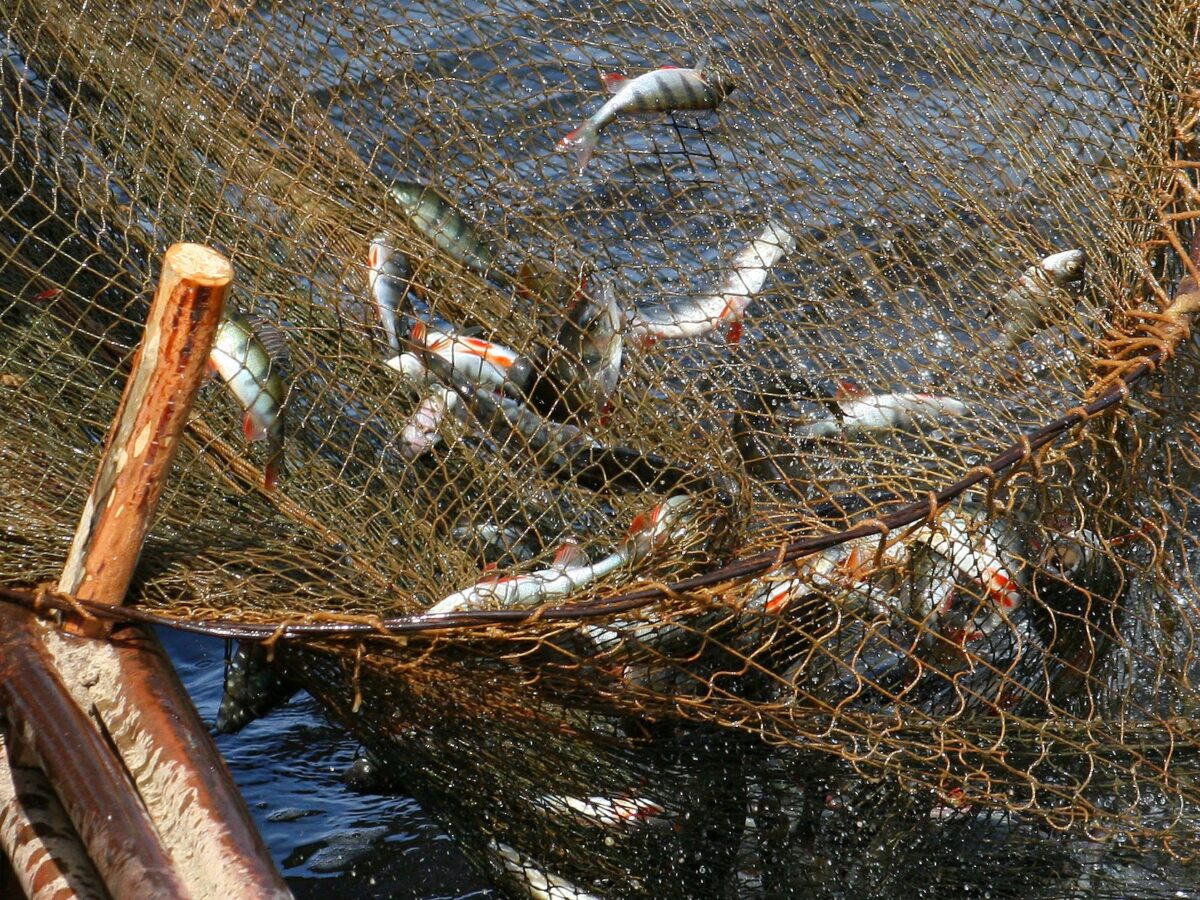738,6 кг незаконно добытой рыбы изъято в Могилевской области за 2022 год