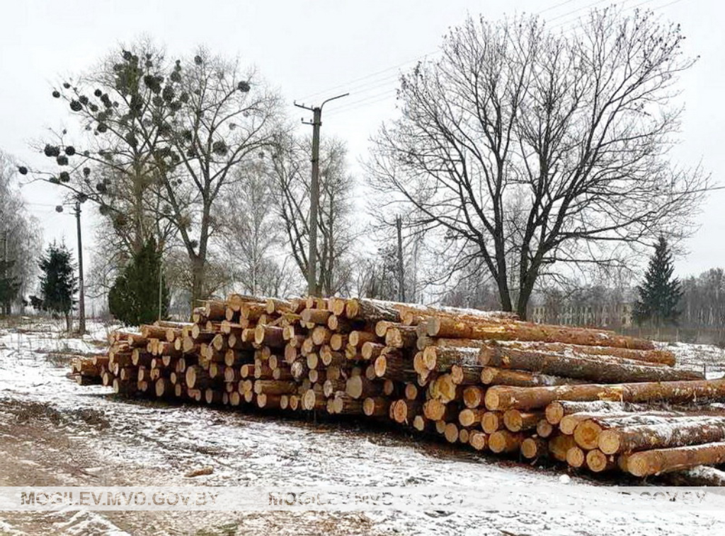 В Осиповичском районе милиционеры предотвратили хищение древесины