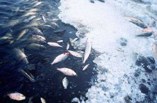 Причины массового замора рыбы зимой