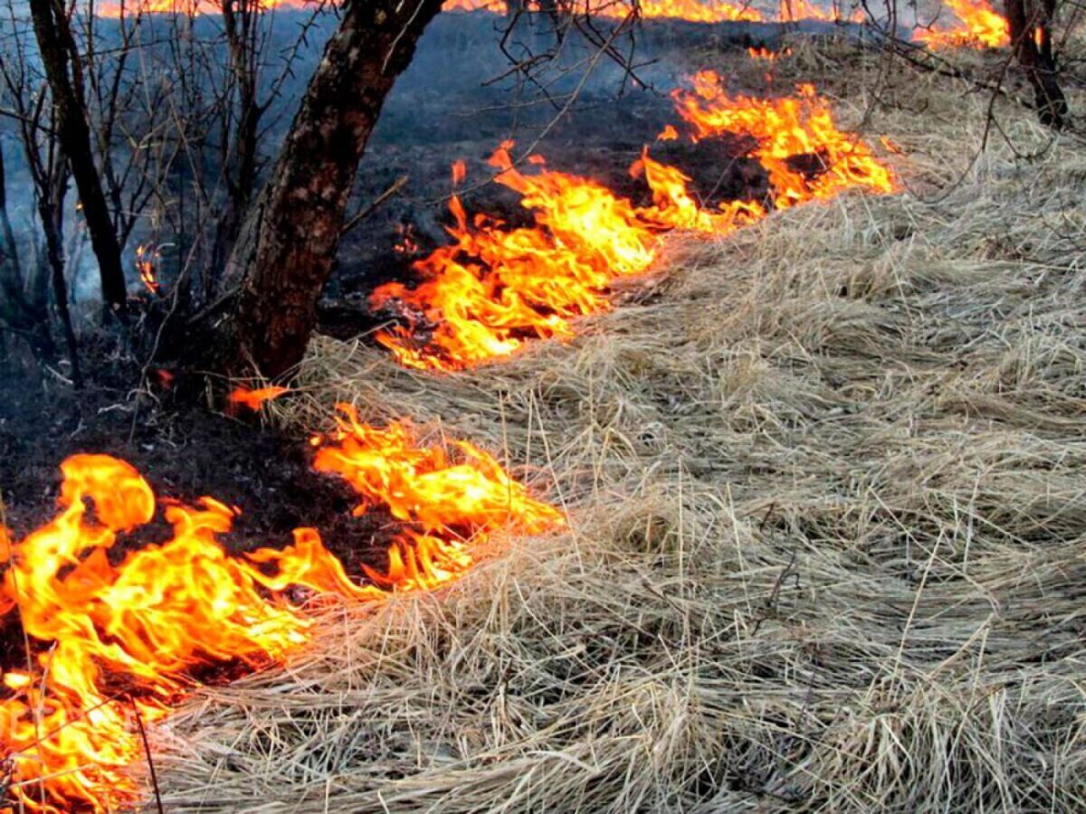 Около 230 пожаров травы и кустарников произошло в Беларуси с начала года