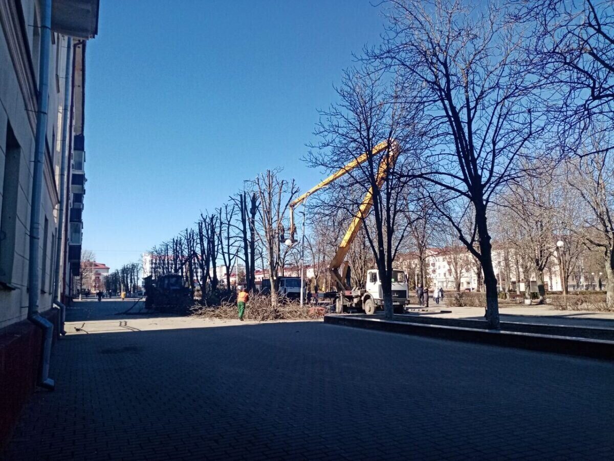 Работники ЖКХ продолжают работы по обрезке деревьев в центре Бобруйска