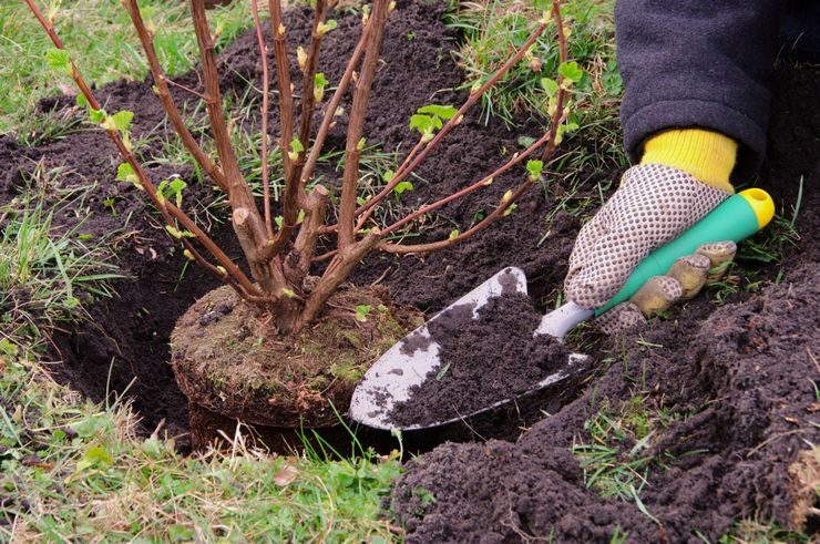 4,8 тысячи гектаров новых лесов высадят в Могилевской области в этом году