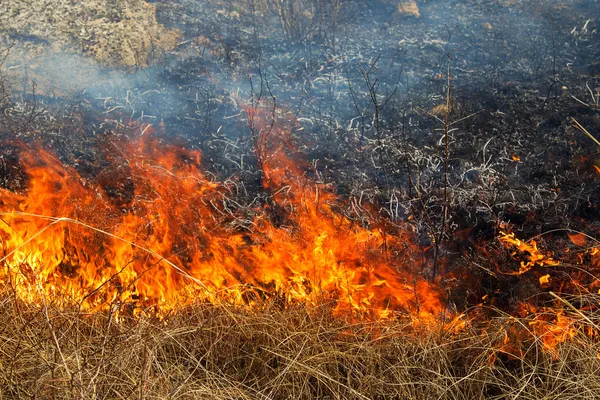 С начала года в Могилевской области произошло 86 пожаров сухой растительности