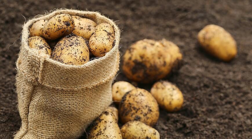 Зерновые, травы и картофель: в Минсельхозпроде рассказали о ситуации на полях