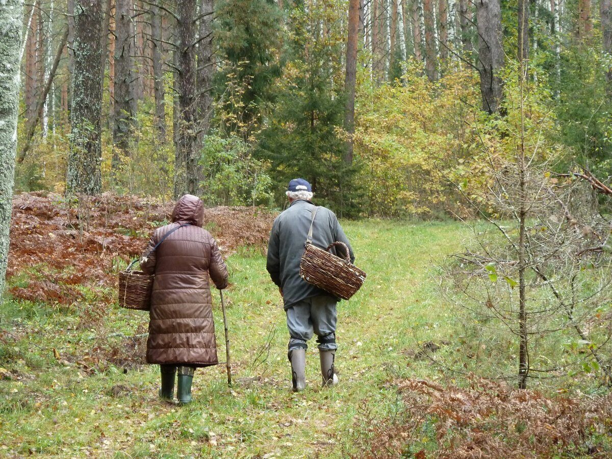 Зеленый лабиринт. Советы МЧС при посещении лесов