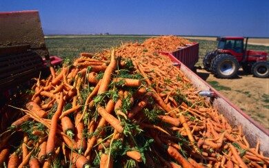 Приглашаем граждан принять участие в оплачиваемых общественных работах по уборке овощей с поля