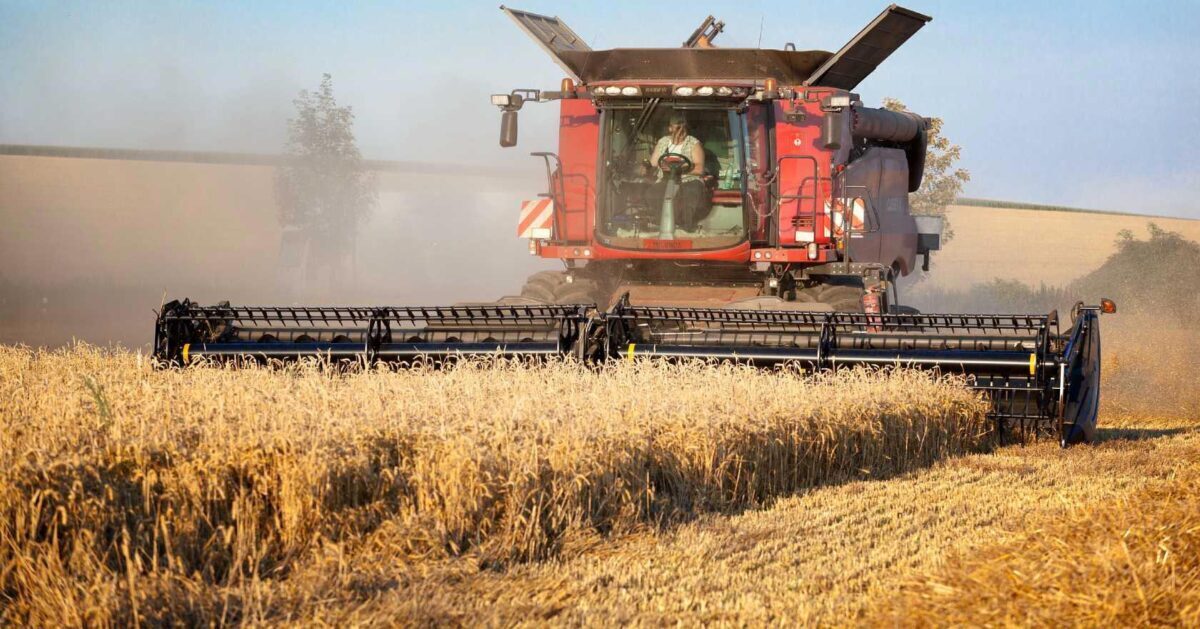 В Беларуси убрано почти 30% зерновых