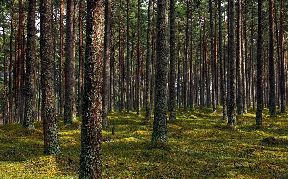 Ограничения на посещение лесов сохраняются в 52 районах Беларуси