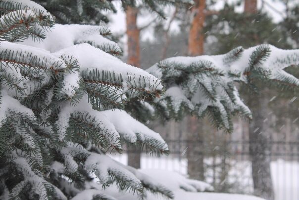 Снег и до -13°С ночью ожидается в Беларуси 1 декабря