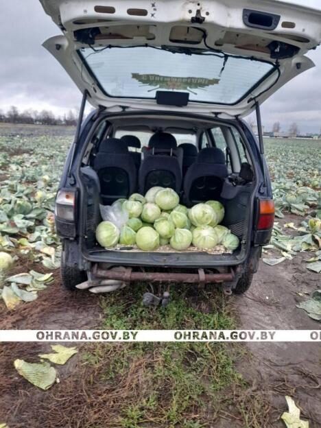 Хищение более 250 кг капусты пресекли в Могилевской области