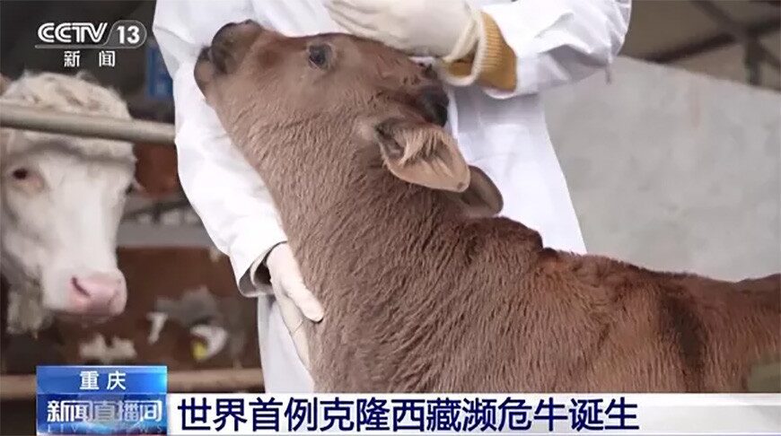 Китайские ученые впервые клонировали тибетских коров