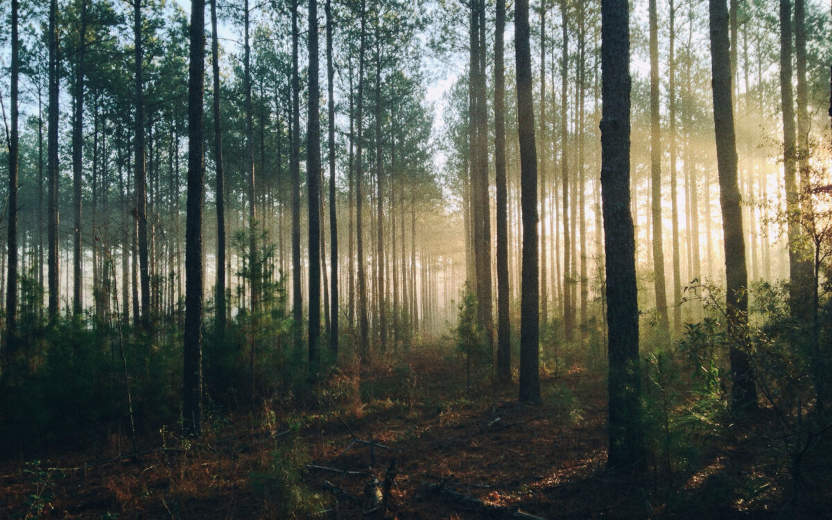 В Беларуси обновлен Лесной кодекс. Что изменилось